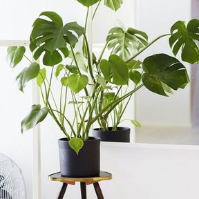 HousePlant